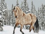Winter Romp (image for) Winter Romp